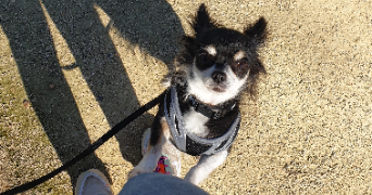 sandra pet sitter à AUBORD 30620_6