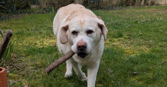 alicia et patricia pet sitter à TRILPORT 77470_3