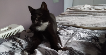 johanna pet sitter à PARIS 13 75013_2