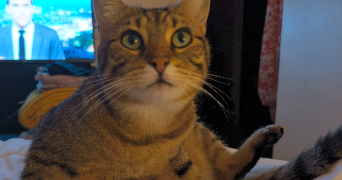 valentine pet sitter à MONCHEAUX 59283_2