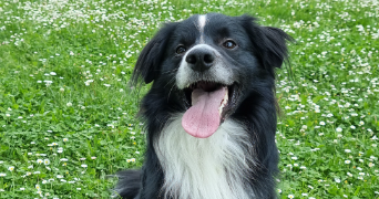 angeline pet sitter à VILLEFRANCHE DE ROUERGUE 12200_3