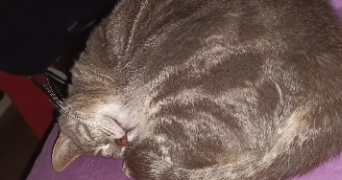 belynda pet sitter à METZ 57070_0