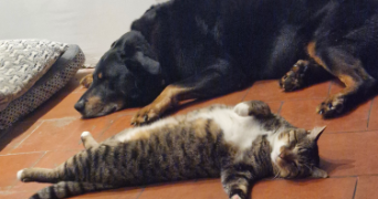 nathalie pet sitter à UGNOUAS 65140_1