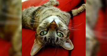 lou pet sitter à TOULOUSE 31000_3
