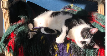 juliette pet sitter à PARIS 12 75012_1