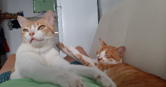 raphaelle pet sitter à MERIGNAC 33700_1