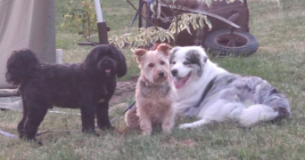 fabien pet sitter à SEINGBOUSE 57455_9