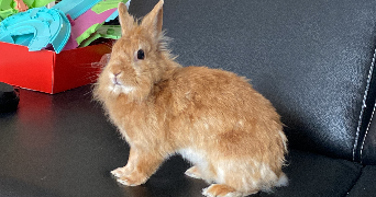 théo pet sitter à ECROUVES 54200_2