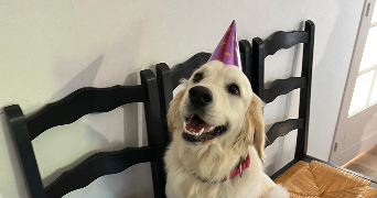 marion pet sitter à AMIENS 80090_2