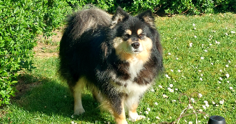 cassandre pet sitter à Bruz 35170_5