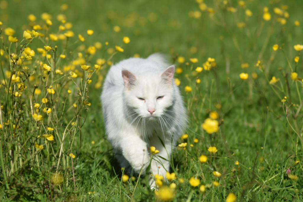 Salomé  pet sitter à Saint-Jean-sur-Erve 53270