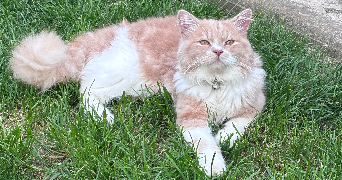tatiana pet sitter à CHARTRES 28000_0