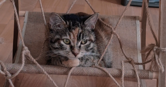 ambre pet sitter à REMOULINS 30210_0