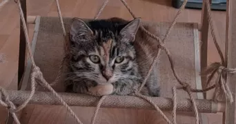 ambre pet sitter à REMOULINS 30210