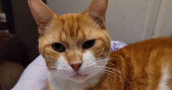 elisabeth pet sitter à Épinay sur Seine 93800_4