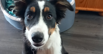 isabelle pet sitter à Limours 91470_1