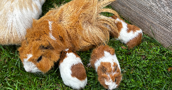 Éden pet sitter à LYON 08 69008_3