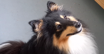mélusine pet sitter à Sallertaine 85300_9