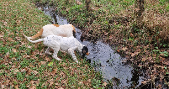 clara pet sitter à ST SAUVEUR LALANDE 24700_2