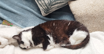 maud pet sitter à Tiercé 49125_1