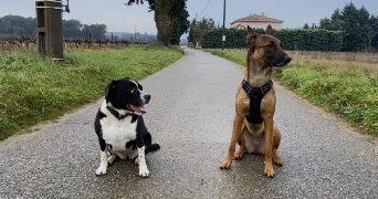 alexiane pet sitter à BAGNOLS SUR CEZE 30200_3