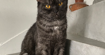 sofia pet sitter à NOISY LE GRAND 93160_1