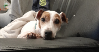 marlene pet sitter à CHERBOURG EN COTENTIN 50120_3