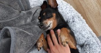 léa pet sitter à SCHILTIGHEIM 67300_2