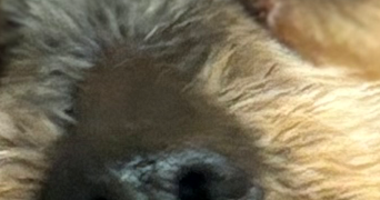 léa pet sitter à Pontault Combault 77340_2