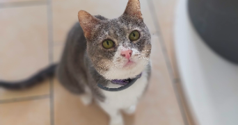 alessia pet sitter à Grasse 06130_2