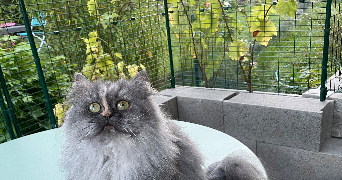 carole pet sitter à VANDOEUVRE LES NANCY 54500_3