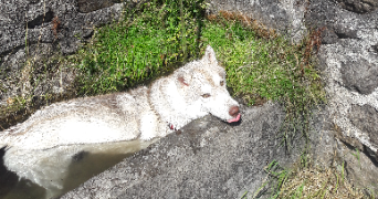 mélina pet sitter à VIC SUR CERE 15800_3