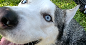 sabrina pet sitter à ROANNE 42300_1