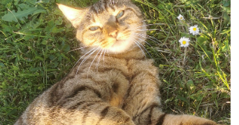 déborah pet sitter à NOYELLES SUR SELLE 59282_3