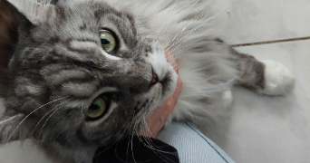 adrinée pet sitter à MEUDON 92360_1