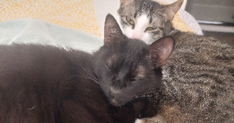 marie-jeanne pet sitter à MELUN 77000_2