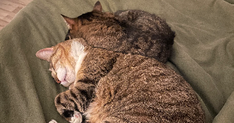 lola pet sitter à TOULOUSE 31400_3