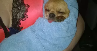 veronique pet sitter à BARENTIN 76360