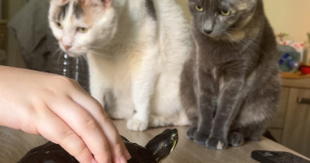 hélène pet sitter à ARRAS 62000_6