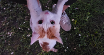 kylian pet sitter à LIMOGES 87000_0