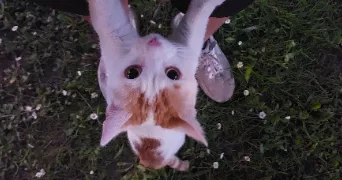 kylian pet sitter à LIMOGES 87000