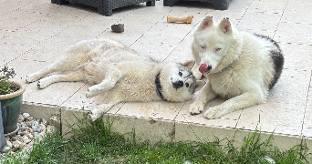 cassandre pet sitter à REIMS 51100_1