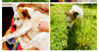 séverine  pet sitter à 59000 Lille 59000_8