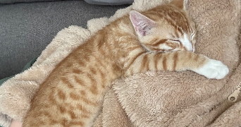 clara pet sitter à VAUREAL 95490_4