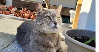 noemie cat sitter à CLICHY 92110