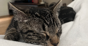 chloé pet sitter à CHOISY LE ROI 94600_1
