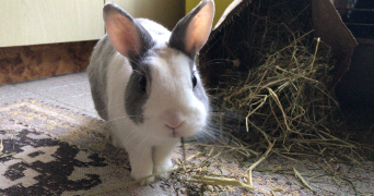 marie pet sitter à PLOUMILLIAU 22300_4