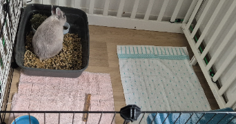 candice pet sitter à FERRIERES EN BRIE 77164_1