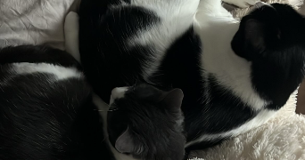 julia pet sitter à Limoges 87100_4