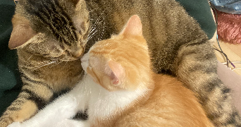 lorenza pet sitter à RENNES 35000_2